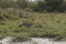 Renard