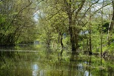 La Venise verte