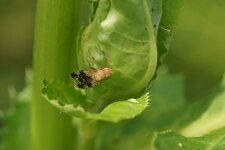 Tephritis sp.