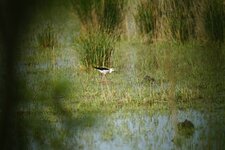 Echasse blanche