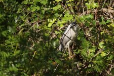 Bihoreau gris
