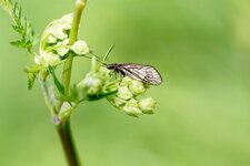 Sisyra nigra