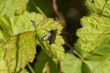 Microlépidoptère