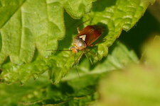 Deraeocoris ruber - sous réserve