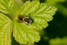 Andrena sp.