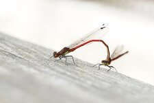 Petites nymphes au corps de feu