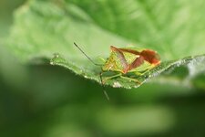 Acanthosoma haemorrhoidale