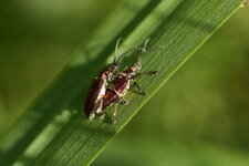 Donacia vulgaris - sous réserve
