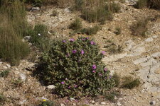 Ciste blanchâtre