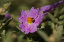 Fleur de Ciste blanchâtre