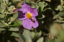 Abeille solitaire - bis