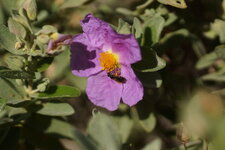 Abeille solitaire