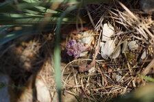 Orobanche sp.