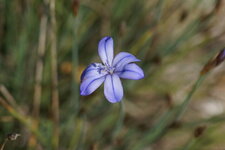 Fleur d