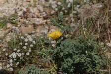 Pavot cornu
