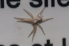 Philodromus sp. - sous réserve