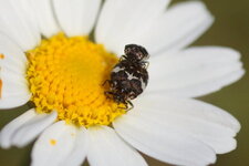 Anthrenus pimpinellae - sous réserve
