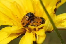 Cryptocephalus rugicollis