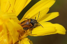Cryptocephalus sp.
