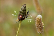 Tropidithorax leucopterus juvénile - sous réserve