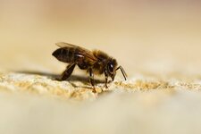 Apis mellifera