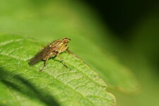 Phaonia sp. ???