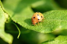 Coccinelle de la Bryone
