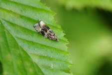 Endothenia marginana