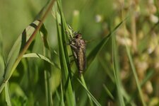 Mouche à toison