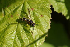 Tenthredo marginella - sous réserve