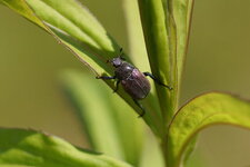 Coléoptère sp.