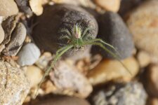 Heriaeus hirtus