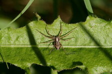 Arachnide