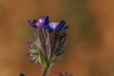Fleur de Buglosse sp. - sous réserve