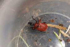 Lilioceris sp. - sous réserve