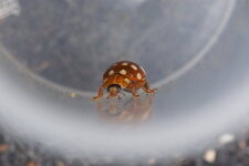 Calvia quatuordecimguttata