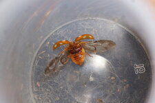 Calvia quatuordecimguttata