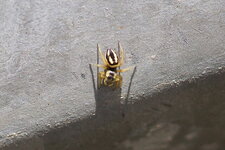 Heliophanus melinus