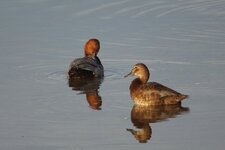 Canards chipeau