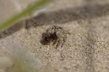 Salticidé sp.