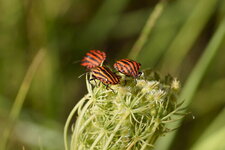 Pentatomes rayés