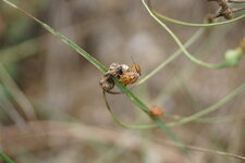 Codophila varia