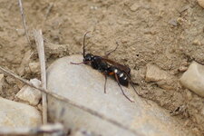 Cryptocheilus octomaculatus - sous réserve