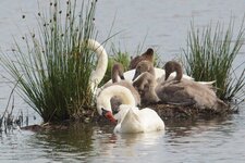 Cygnes tuberculés