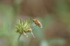 Bombyllius sp.