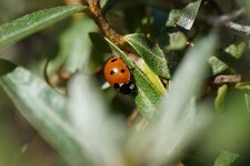 Coccinelle à 7 points