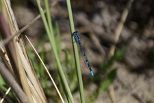 Agrion porte-coupe