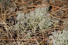 Cladonia portentosa - sous réserve