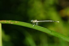 Agrion à larges pattes