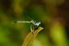 Agrion à larges pattes
